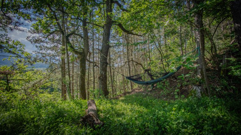 Photo de la forêt avec un  hamac