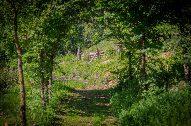 Chemin dans la forêt
