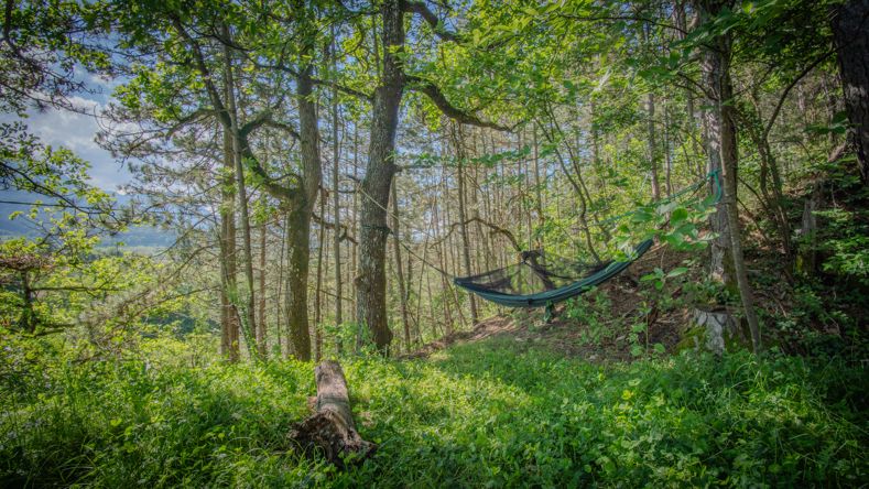 photo d&rsquo;un hamac au frais dans la forêt